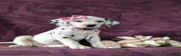 Dalmatian dogs for sale: Kiersten - Ad 4