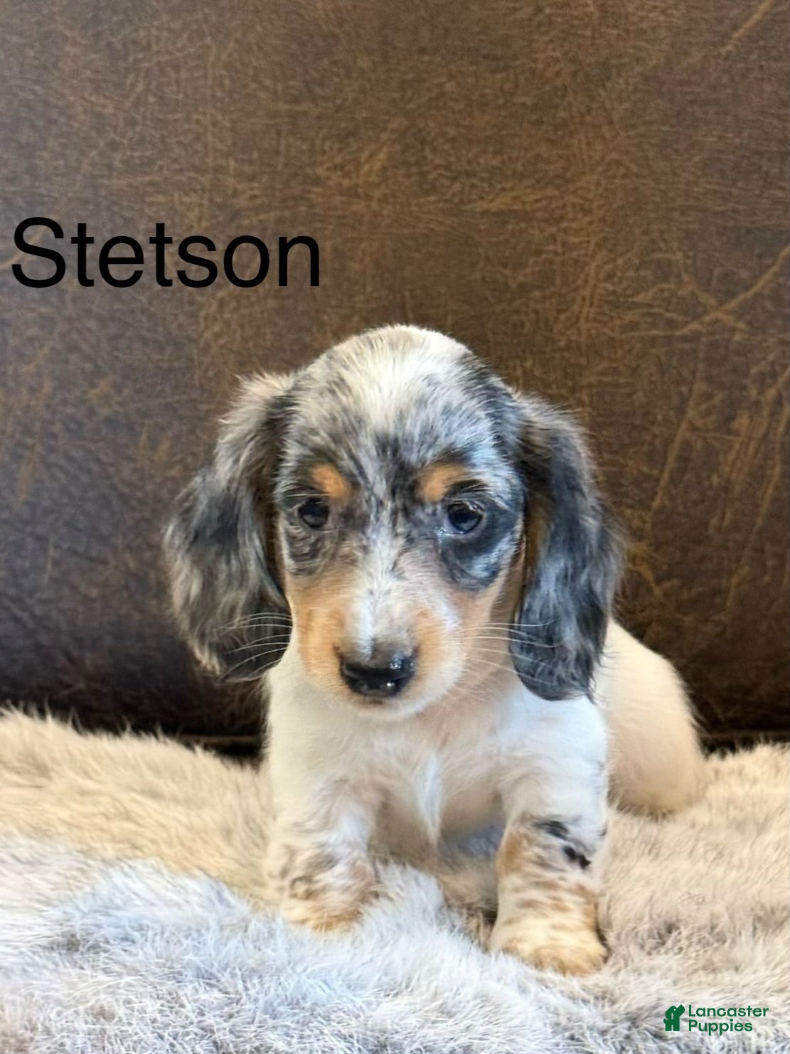 Miniature Dachshund dogs Stetson - Ad 1