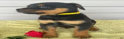 Rottweiler dogs for sale: Bentley - Ad 3