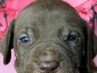 Great Dane dogs Greg - Chocolate - Ad 6