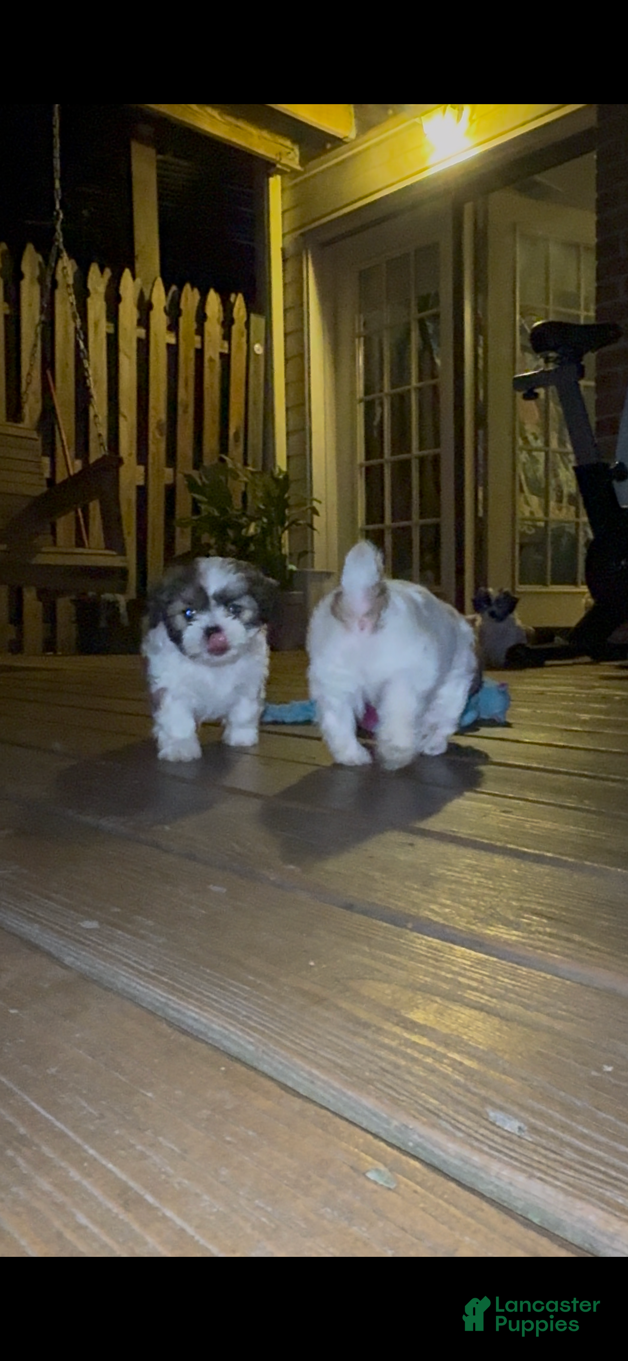 Shih Tzu dogs for sale: Lulu - Ad 3
