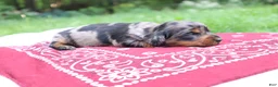 Miniature Dachshund dogs for sale: Reese - Ad 6