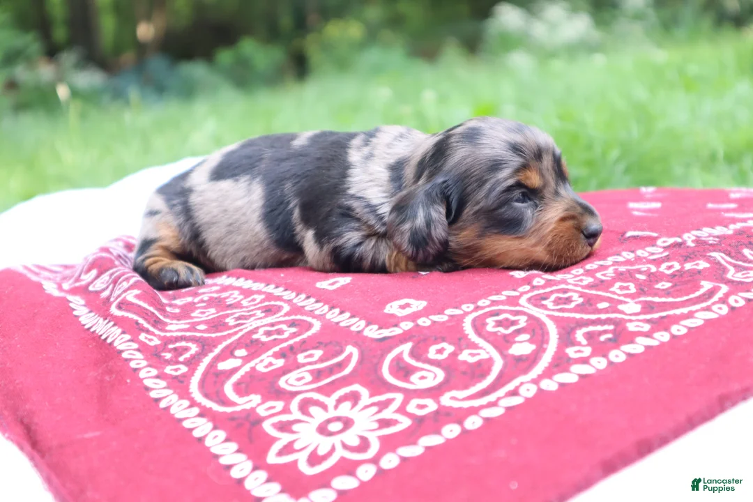 Miniature Dachshund dogs for sale: Reese - Ad 6