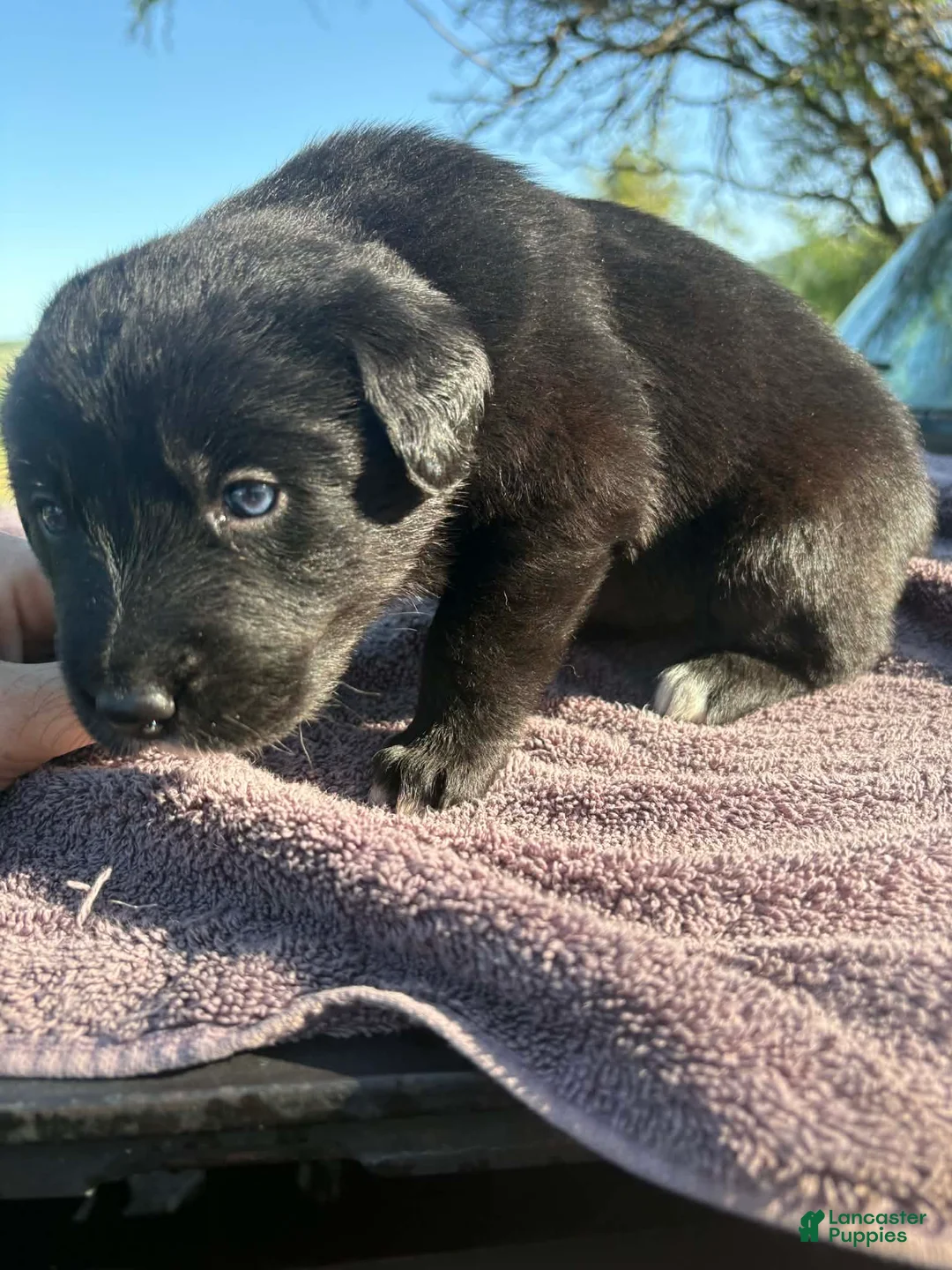 Mixed Breed dogs for sale: Mixed Breed Puppy 6 - Ad 1