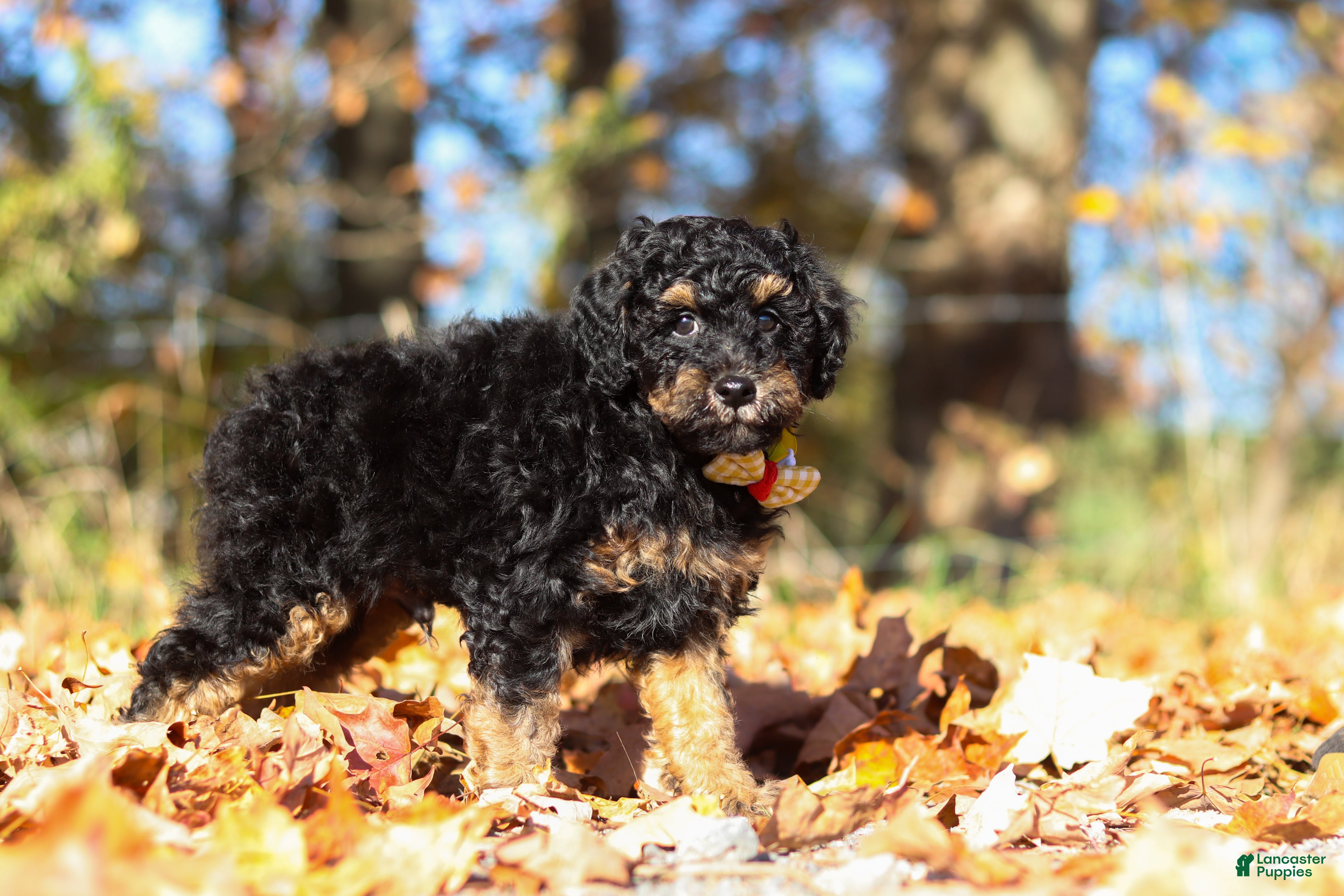 Miniature Poodle dogs for sale: Sterling (AKC) - Ad 1