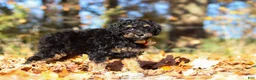 Miniature Poodle dogs for sale: Sterling (AKC) - Ad 1