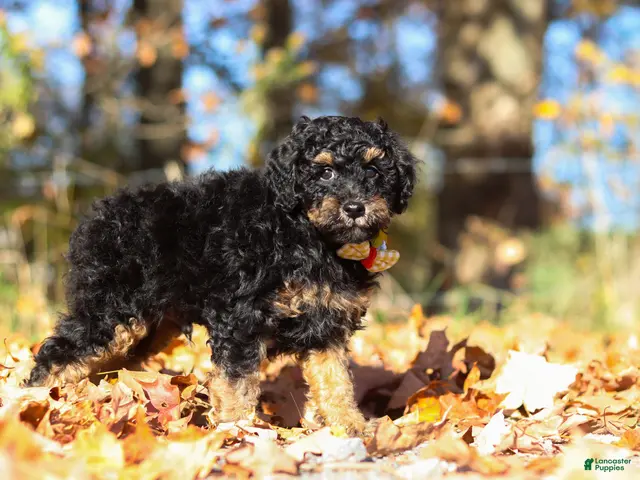 Miniature Poodle dogs for sale: Sterling (AKC) - Ad 1
