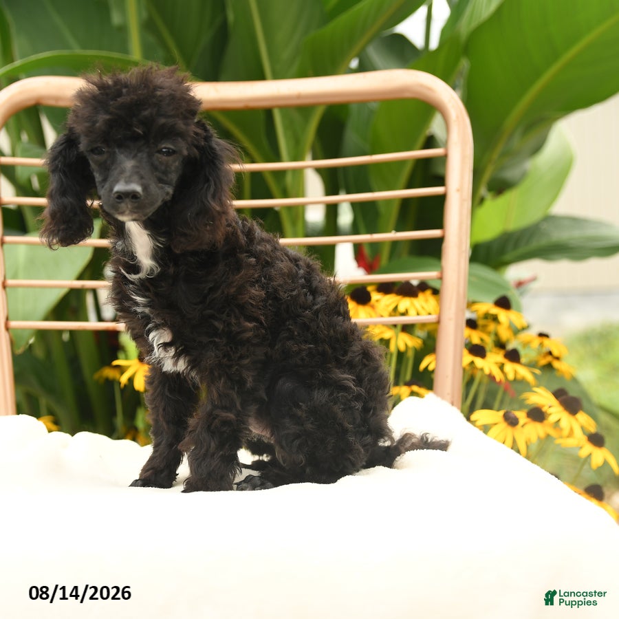 Toy Poodle dogs Quirk - Ad 1