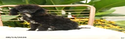 Toy Poodle dogs for sale: Quirk - Ad 1