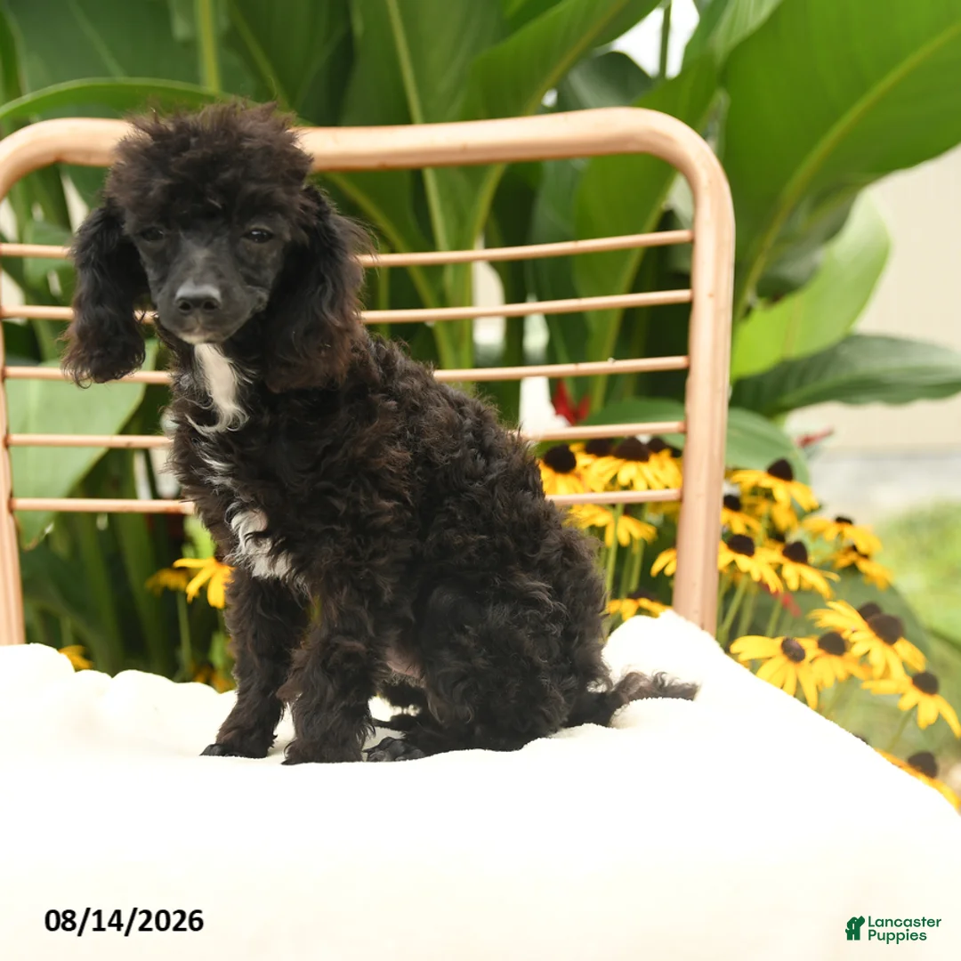 Toy Poodle dogs for sale: Quirk - Ad 1