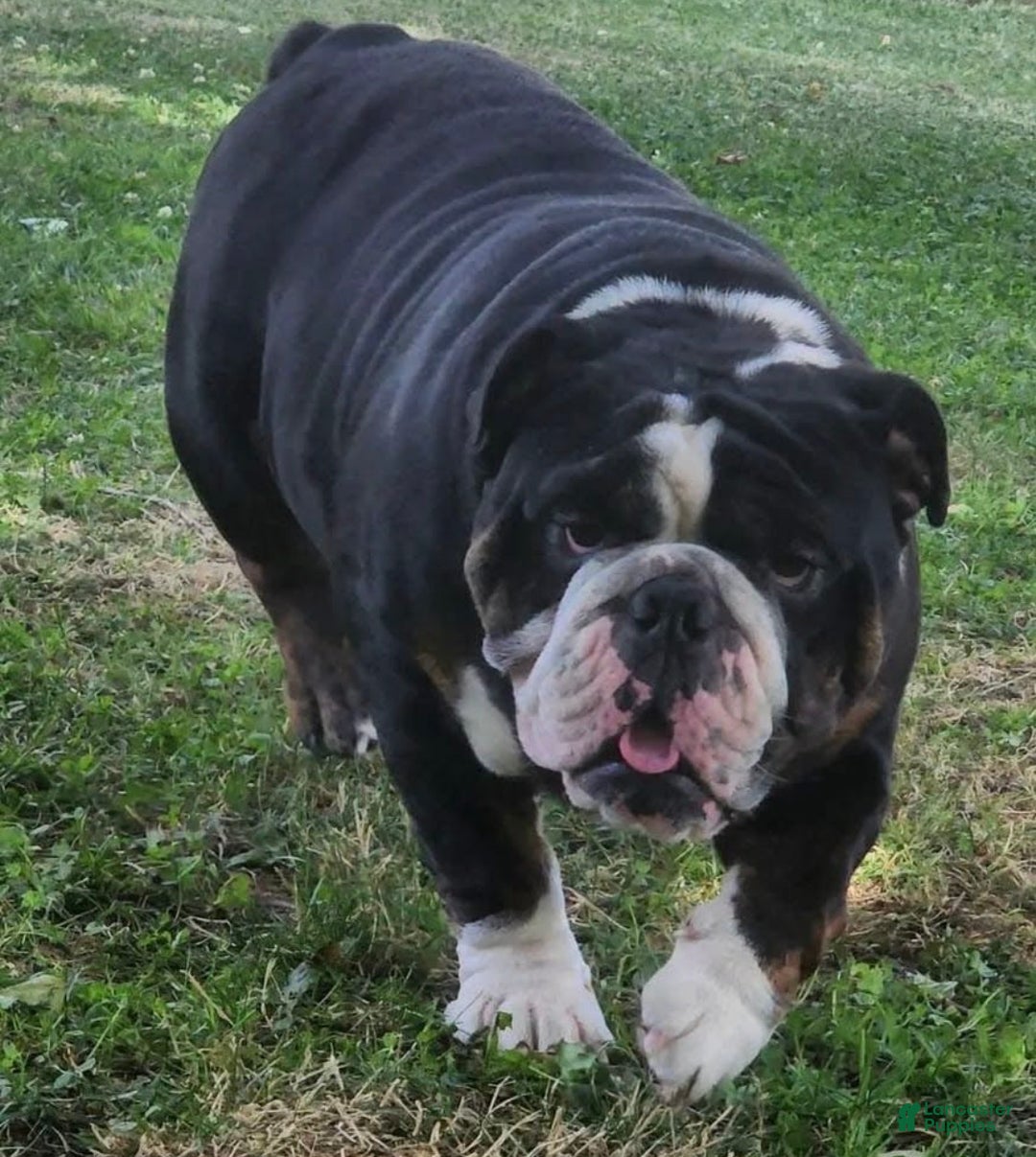English Bulldog dogs for sale: Nugget - Ad 8