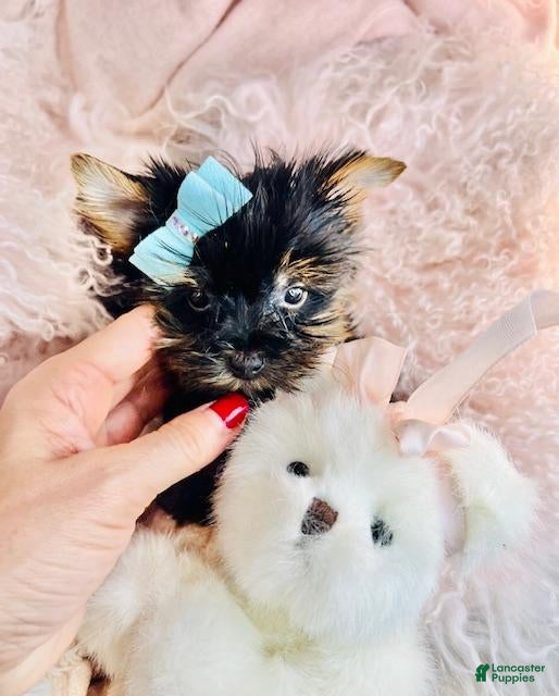 Yorkshire Terrier dogs Teacup Yorkshire Terrier Puppy 1 - Ad 2