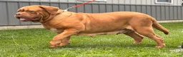 Dogue De Bordeaux dogs for sale: Keila - Ad 3