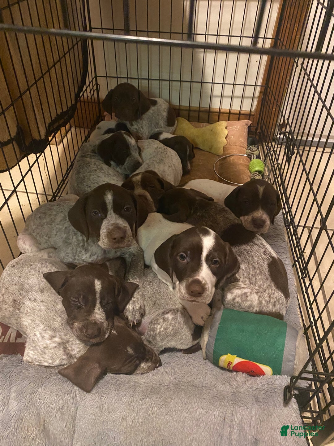 Gallery Image {{count}}