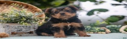 Shorkie dogs for sale: Hannah - Ad 2
