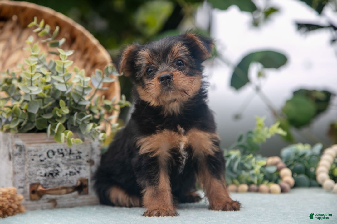 Shorkie dogs for sale: Hannah - Ad 2