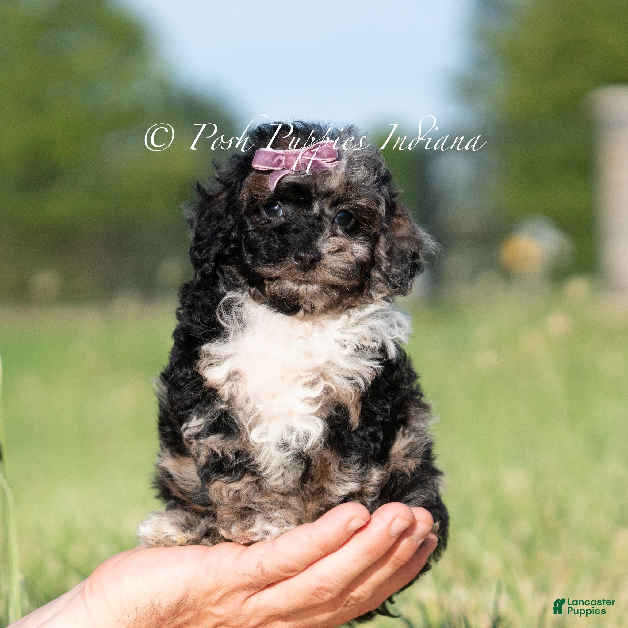 Toy Poodle dogs River AKC - Ad 42