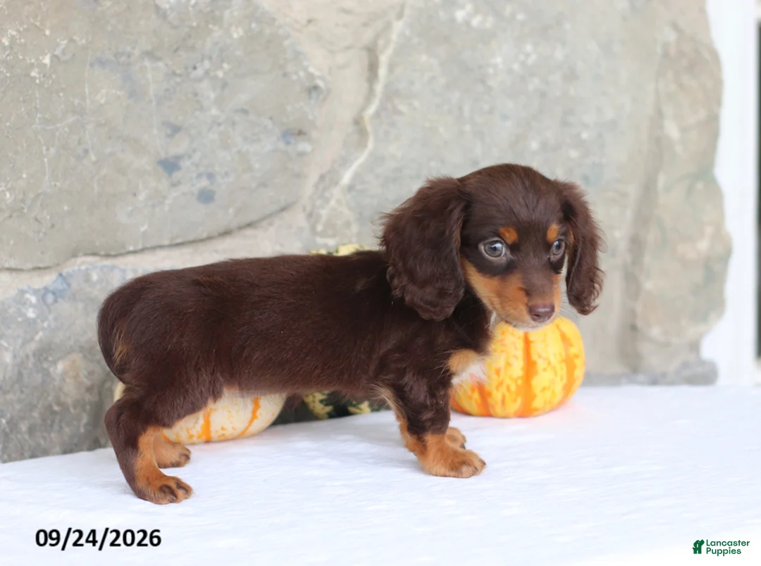 Miniature Dachshund dogs for sale: Tinker Belle - Ad 4