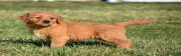 Golden Retriever dogs for sale: Taffy       Genetic/OFA - Ad 6