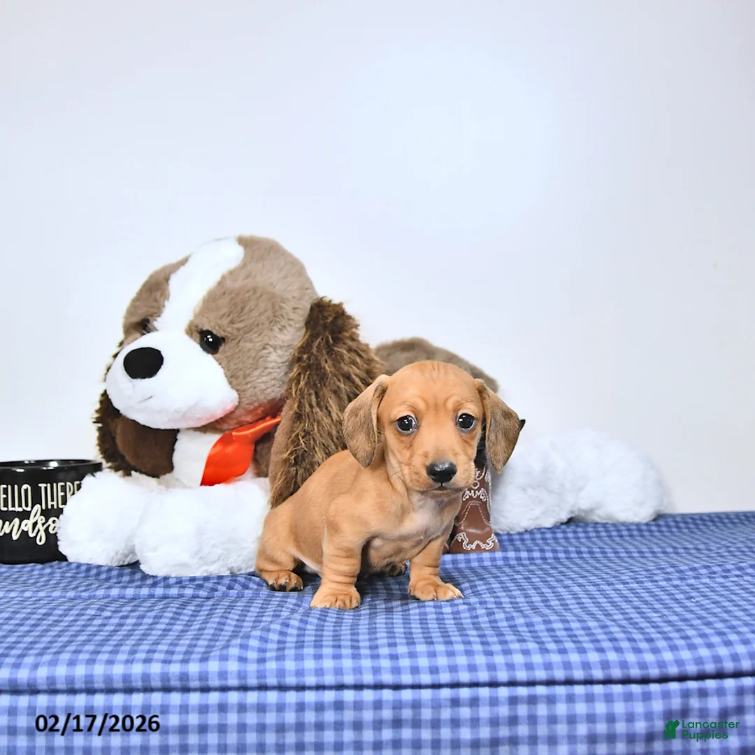 Miniature Dachshund dogs for sale: Sparky - Ad 3