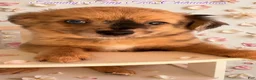 Chihuahua dogs for sale: Chihuahua 2 - Ad 8