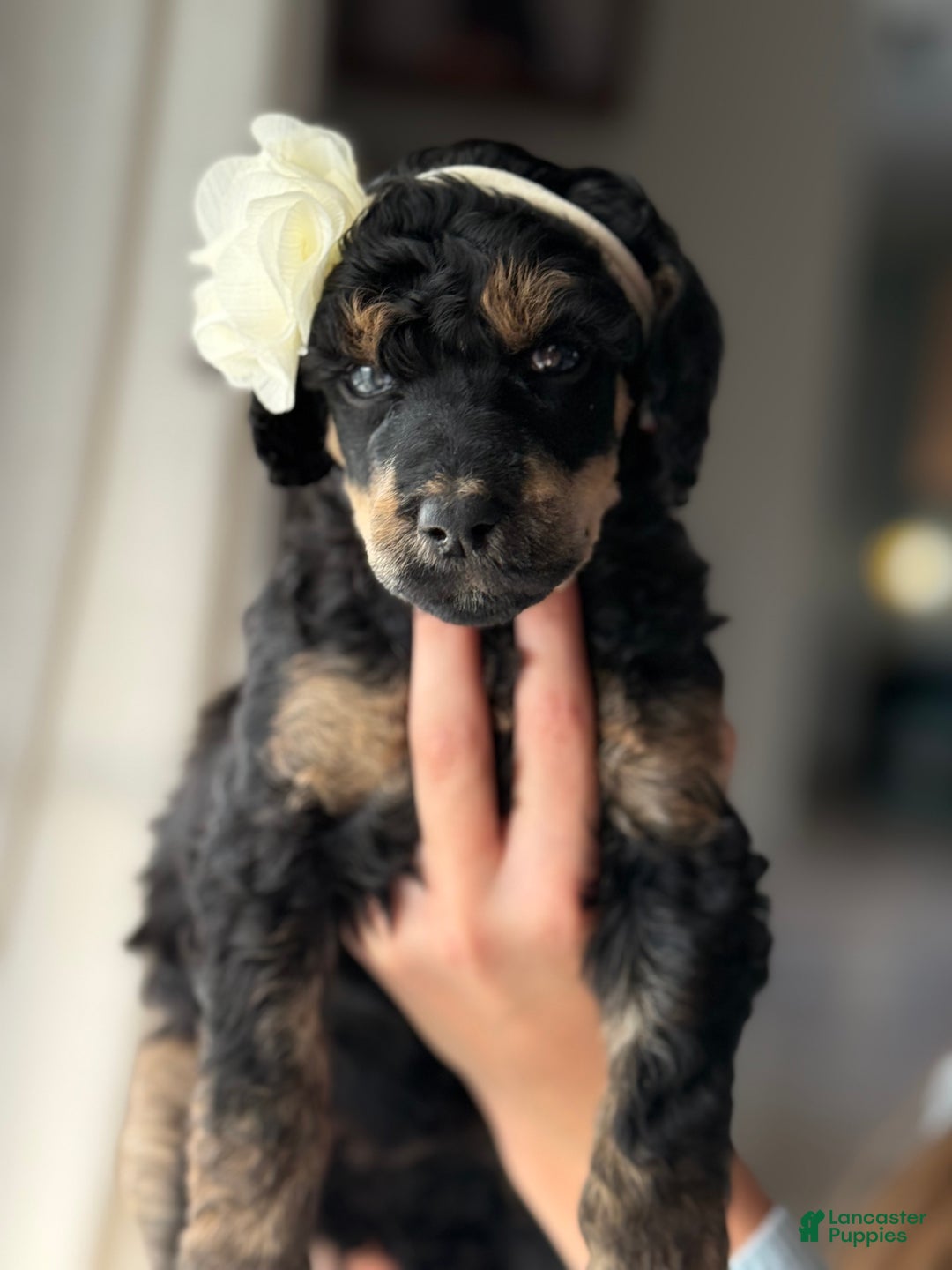 Standard Poodle dogs for sale: Standard Poodle Puppy 4 "lane" - Ad 3