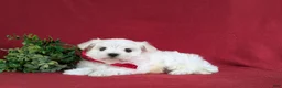 Maltese dogs for sale: Eghan 6 lbs Full Grown - Ad 5