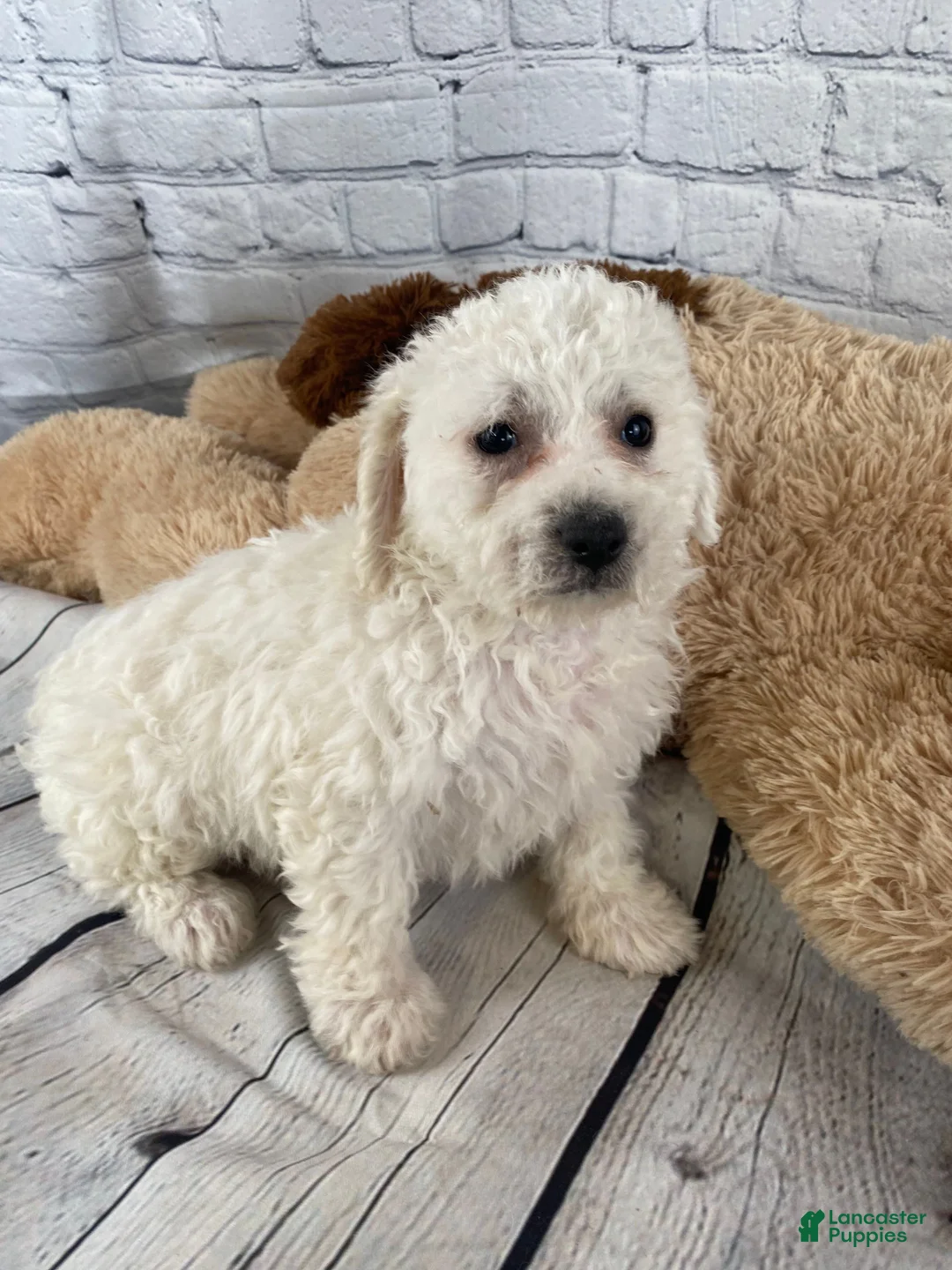 Bichon Frise dogs for sale: Harper - Ad 3
