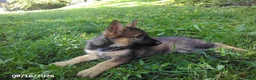 German Shepherd dogs for sale: Rusty - Ad 4