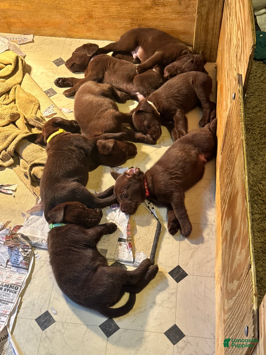 Labrador Retriever dogs for sale: Labrador Retriever Puppy 4 - Ad 1