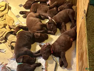 Labrador Retriever dogs Labrador Retriever Puppy 4 - Ad 7