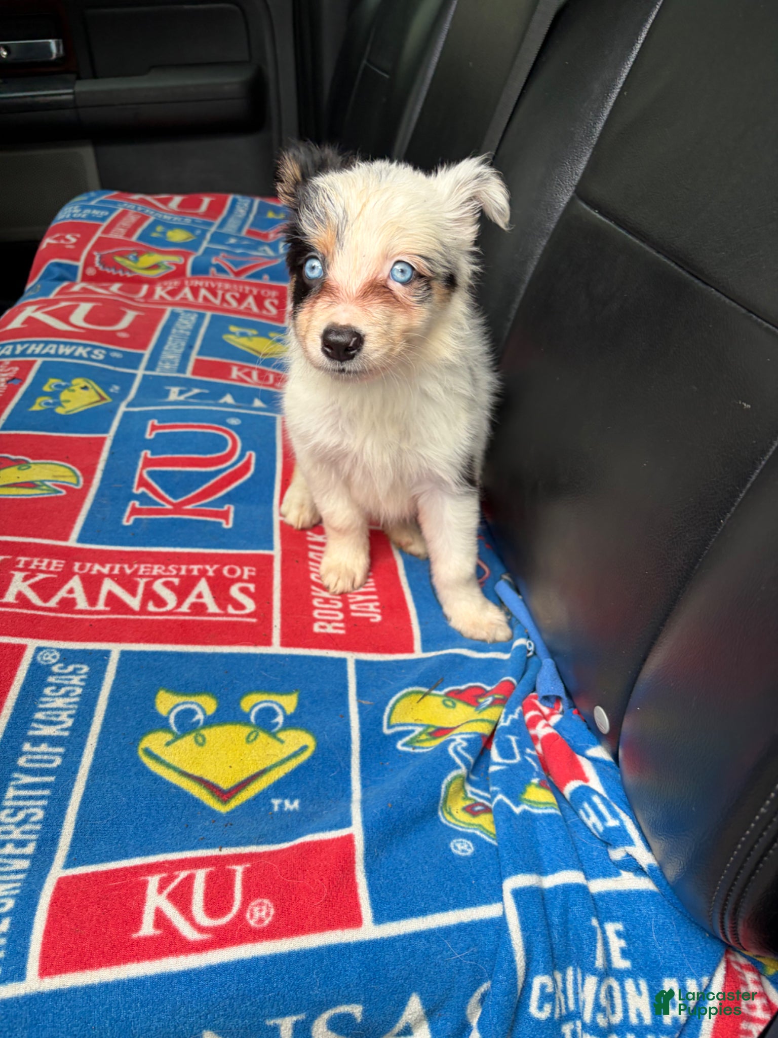 Border Collie dogs for sale: Border Collie Puppy 4 - Ad 4