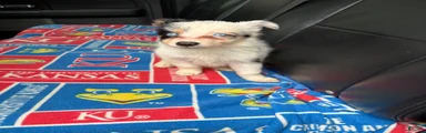Border Collie Puppy 4