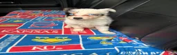 Border Collie dogs for sale: Border Collie Puppy 4 - Ad 1