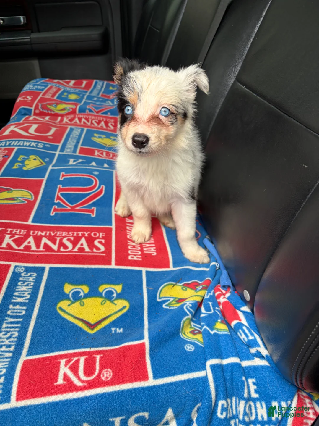 Border Collie dogs for sale: Border Collie Puppy 4 - Ad 1