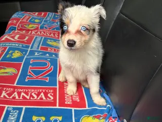 Border Collie dogs for sale: Border Collie Puppy 4 - Ad 4