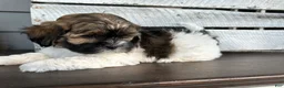 Shihpoo dogs for sale: Snickers - Ad 3