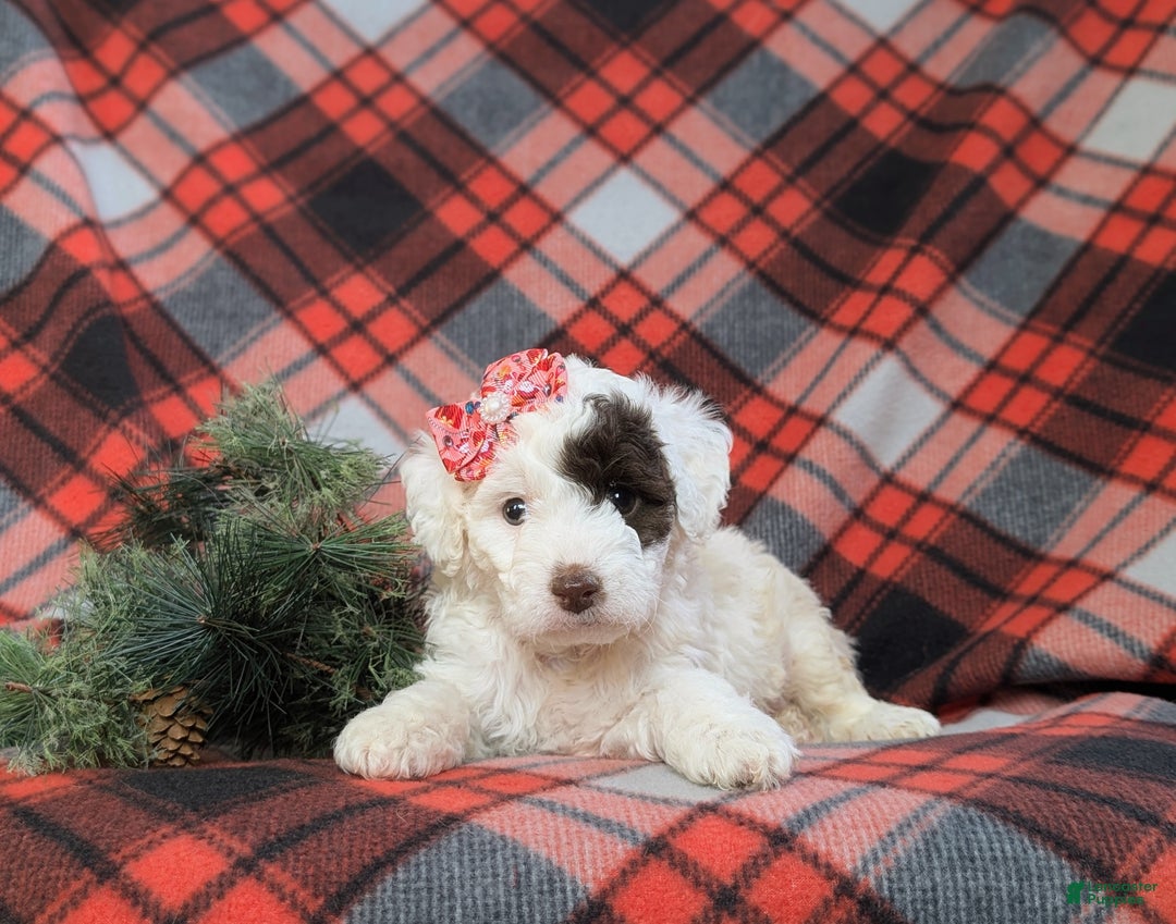 Cockapoo dogs for sale: Charise Hypoallergenic - Ad 6