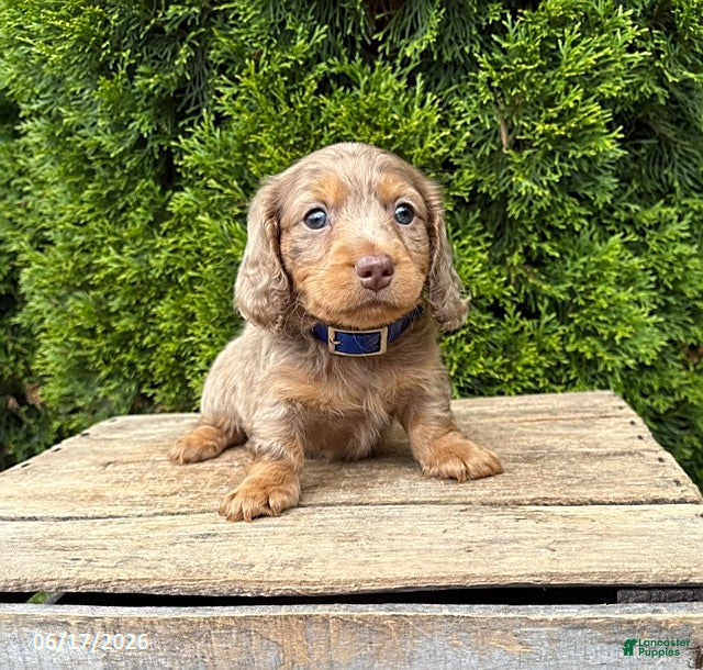 Dachshund dogs Sebastian - Ad 2