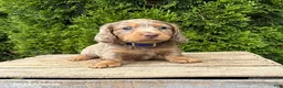 Dachshund dogs for sale: Sebastian - Ad 2