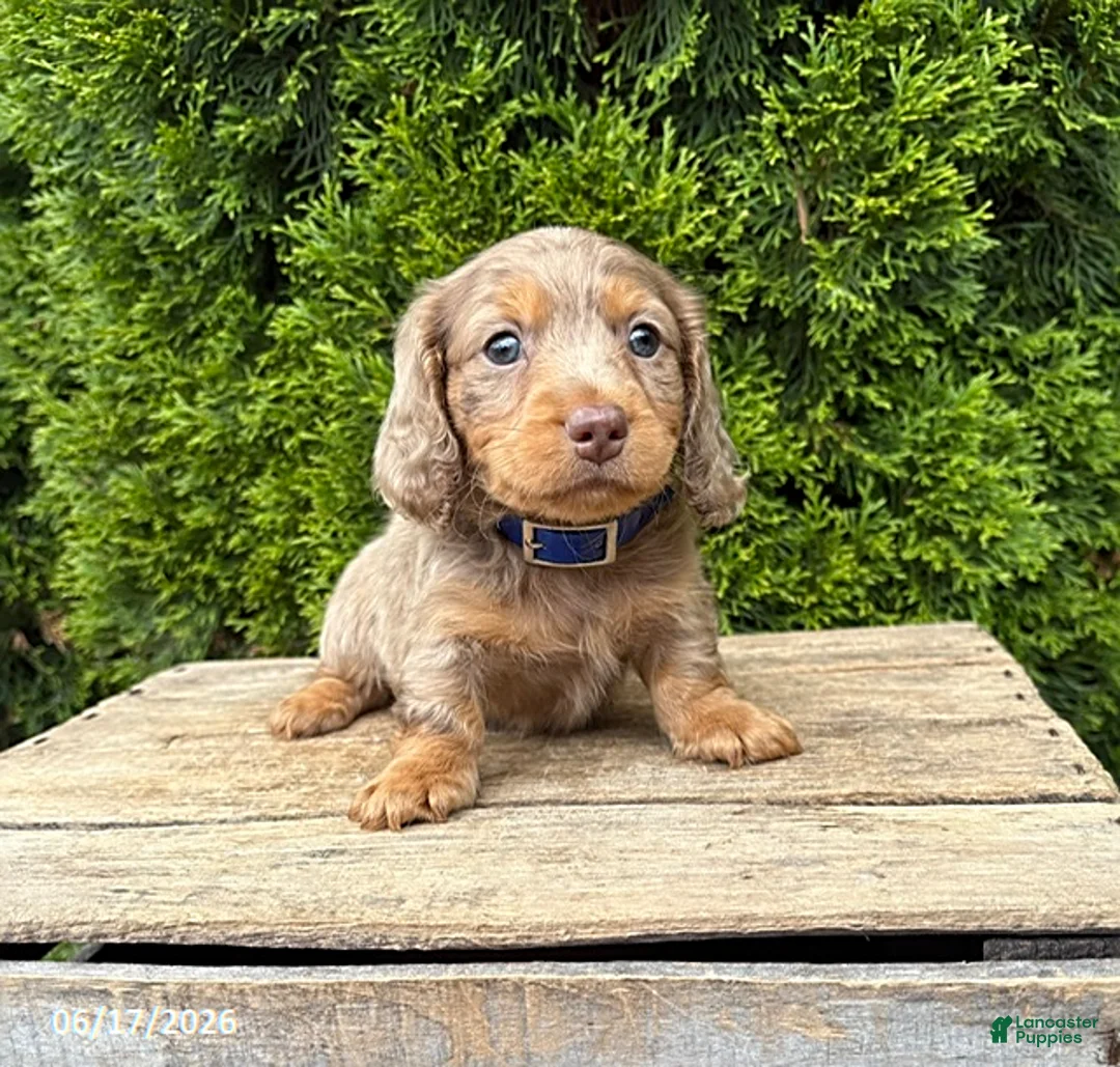 Dachshund dogs for sale: Sebastian - Ad 2