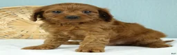 Cavapoo dogs for sale: Waffles 🧇 - Ad 5