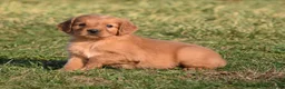 Golden Retriever dogs for sale: Princess      Genetic/OFA - Ad 4