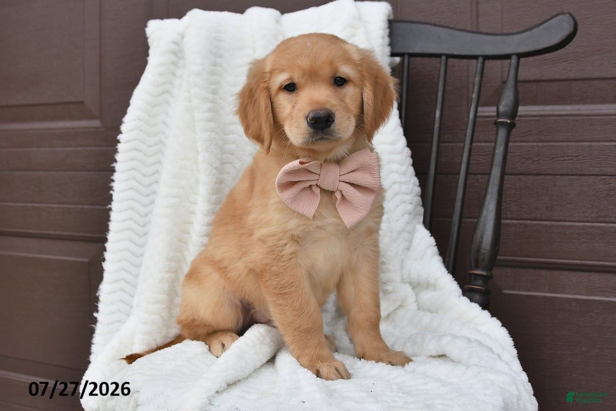 Golden Retriever dogs Callie - Ad 2