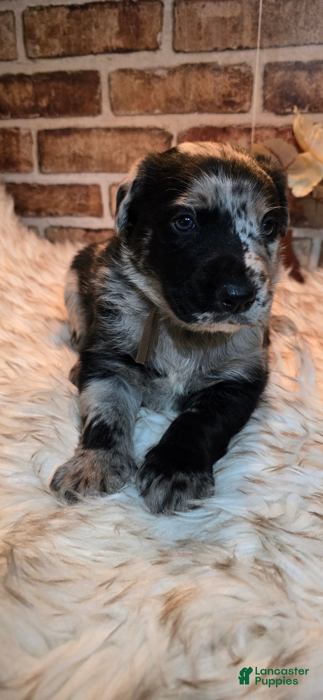 Mixed Breed dogs for sale: Willow - Ad 15
