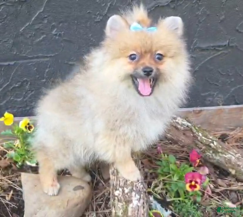 Pomeranian dogs NYX - F - Ad 1