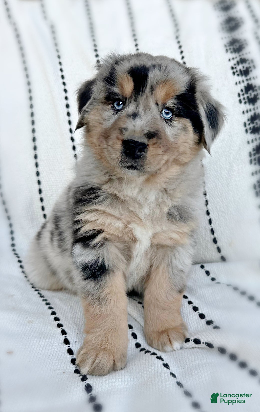 Miniature Australian Shepherd dogs Briar - Ad 38