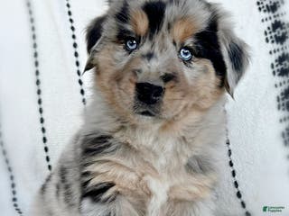 Miniature Australian Shepherd dogs Briar - Ad 38