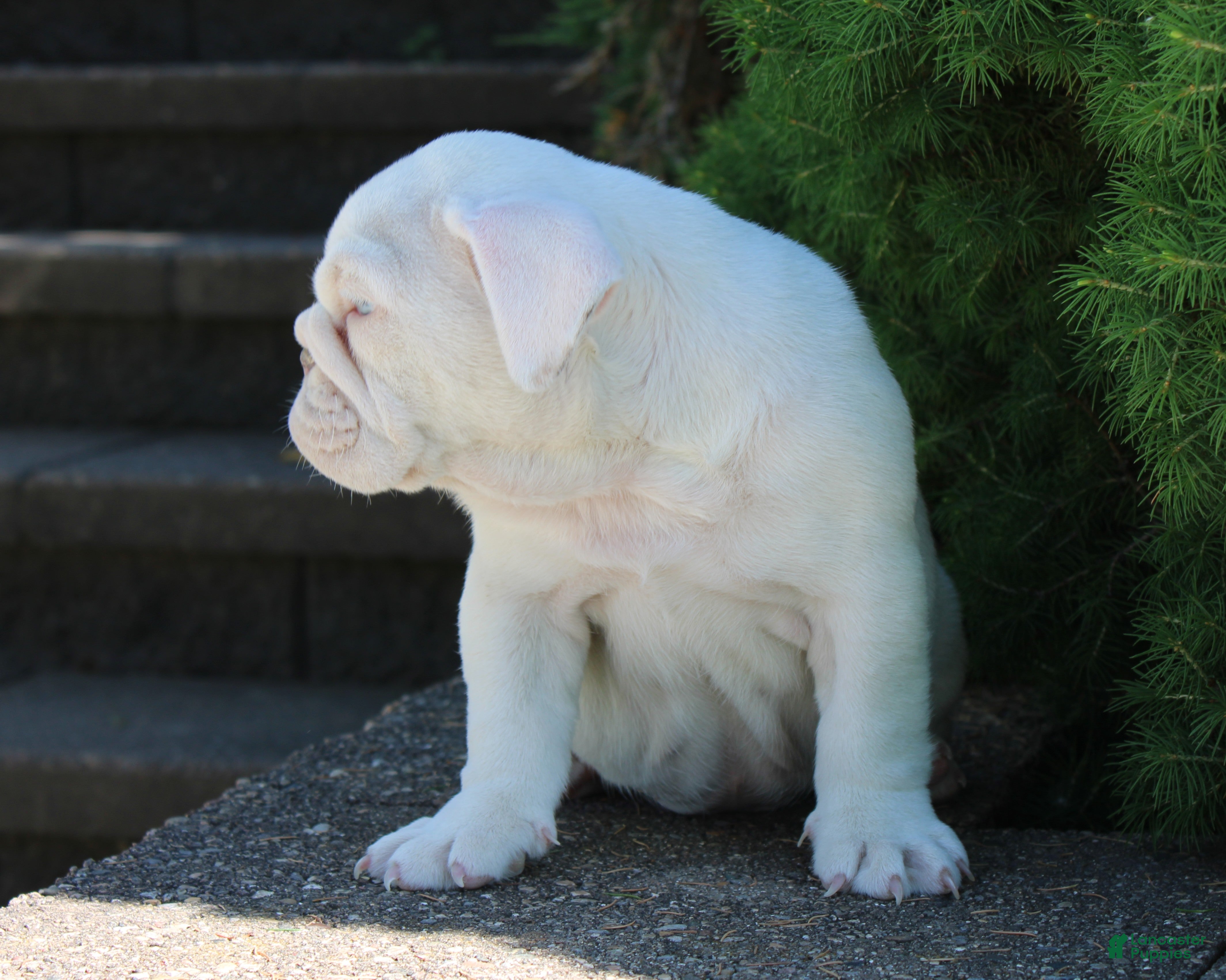 English Bulldog dogs Zoey - Ad 2