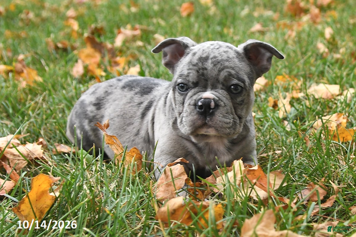 Frenchton dogs Prince   - Ad 1